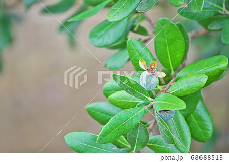 白い産毛で覆われたフェイジョアの実の写真素材