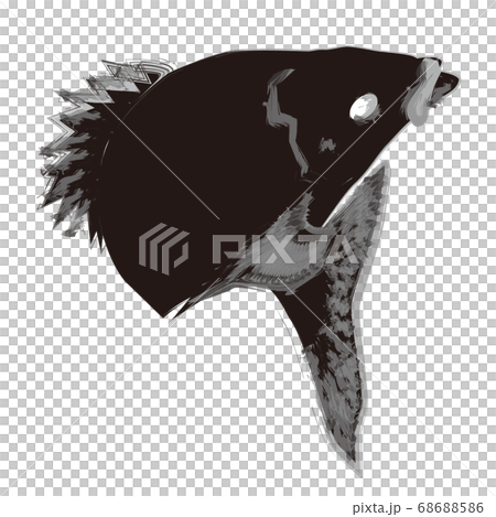 鯛魚水墨風格插畫 鯛魚水墨風格插畫 68688586