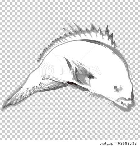 Sea bream ink painting style illustration Sea bream ink painting style illustration 68688588