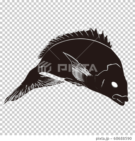 鯛魚水墨風格插畫 鯛魚水墨風格插畫 68688590