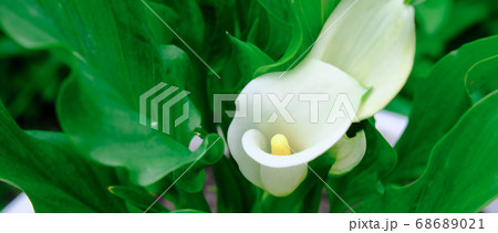 white zantedeschia aethiopica calla arum-lily 68689021