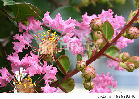 フリルの様な花弁が可愛らしいサルスベリの花 68689346