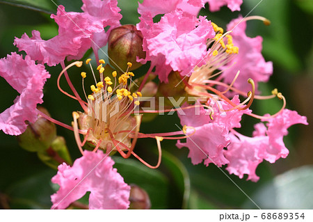 フリルの様な花弁が可愛らしいサルスベリの花 フリルの様な花弁が可愛らしいサルスベリの花 68689354