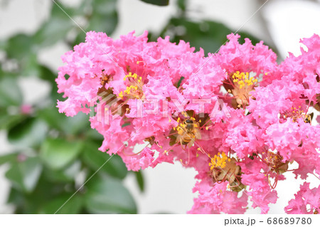 フリルの様な花弁が可愛らしいサルスベリの花 68689780