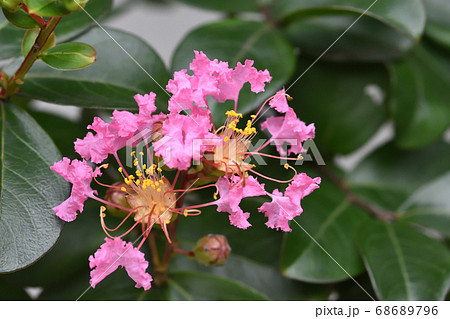 フリルの様な花弁が可愛らしいサルスベリの花 フリルの様な花弁が可愛らしいサルスベリの花 68689796