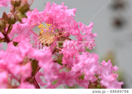 フリルの様な花弁が可愛らしいサルスベリの花 フリルの様な花弁が可愛らしいサルスベリの花 68689798
