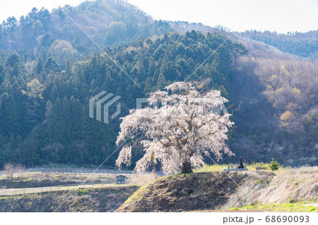 上発知のしだれ桜 満開 上発知のしだれ桜 満開 68690093