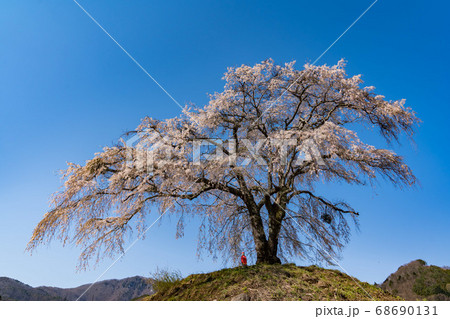 上発知のしだれ桜 満開 上発知のしだれ桜 満開 68690131
