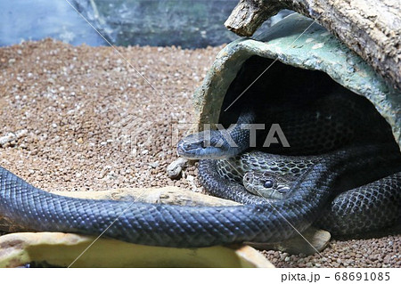 アオダイショウ アオダイショウ 68691085