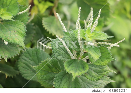 ヤブマオの花 68691234