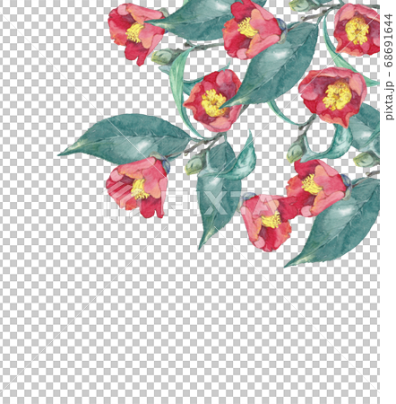 茶花水彩 68691644