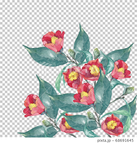 椿の水彩画 68691645