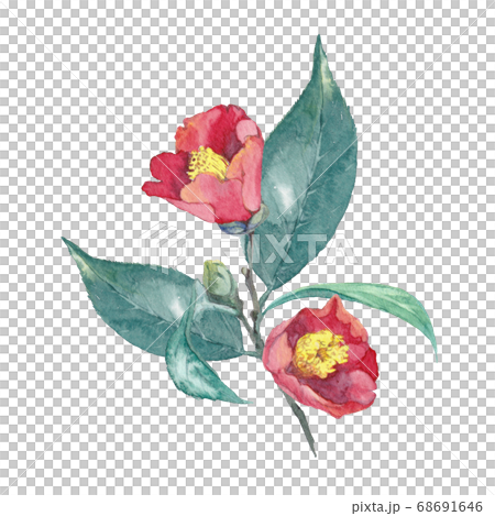椿の水彩画 68691646