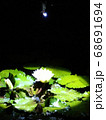 暗闇に浮かぶ睡蓮 68691694