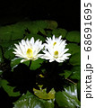 暗闇に浮かぶ睡蓮 68691695