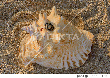 Two black rings lie on the hermit shells in the 68692186