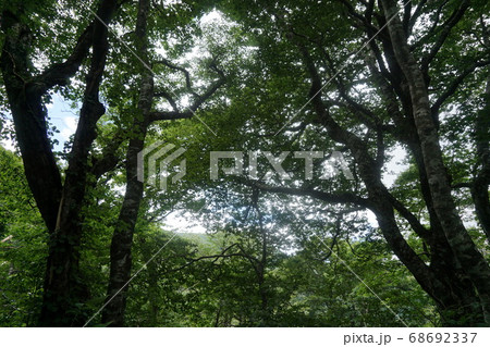 荒島岳　勝原コース登山道のブナ林 68692337