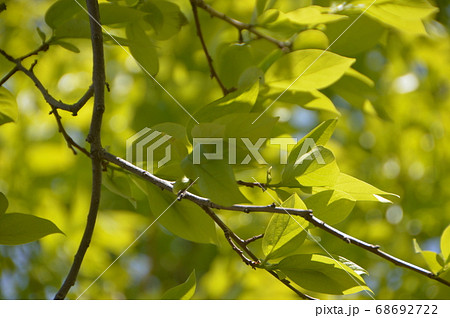 柿若葉（埼玉県深谷市） 68692722