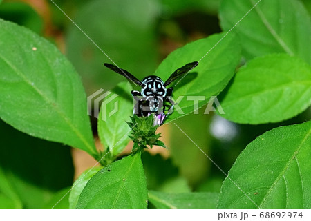 ルリモンハナバチ 68692974