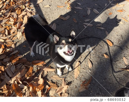 紅葉狩り 68693032
