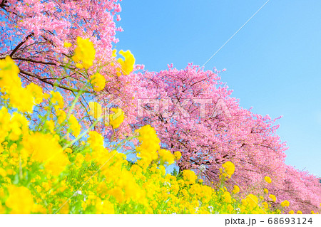 南伊豆町・下賀茂の河津桜　（ソフトフォーカス） 68693124