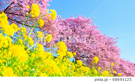 南伊豆町・下賀茂の河津桜 南伊豆町・下賀茂の河津桜 68693125