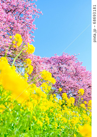 南伊豆町・下賀茂の河津桜 南伊豆町・下賀茂の河津桜 68693181