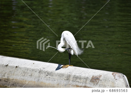 公園の池に舞い降りたシラサギ 68693563