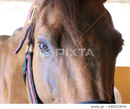 元競走馬 元競走馬 68693640