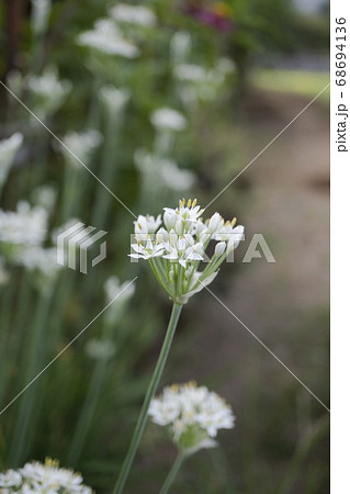 道端のニラの花の写真素材