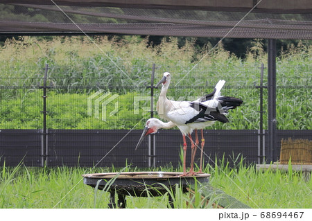 コウノトリ　こうのとりの里 68694467