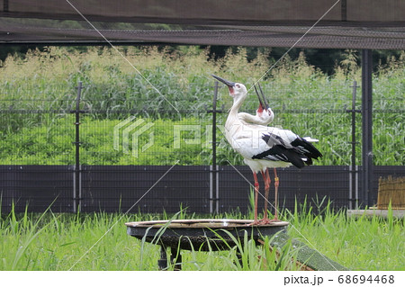 コウノトリ　こうのとりの里 68694468
