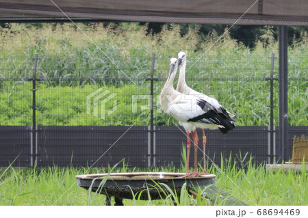 コウノトリ　こうのとりの里 68694469