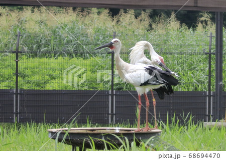 コウノトリ　こうのとりの里 68694470