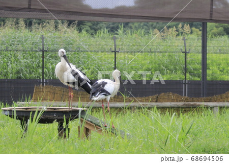 コウノトリ　こうのとりの里 68694506