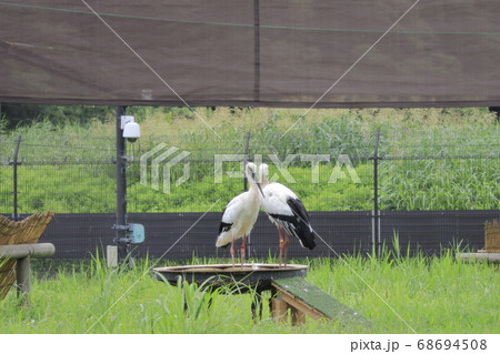 コウノトリ　こうのとりの里 68694508