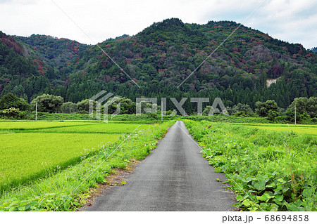 夏の里山に目立つナラ枯れ被害　福島県只見町 68694858