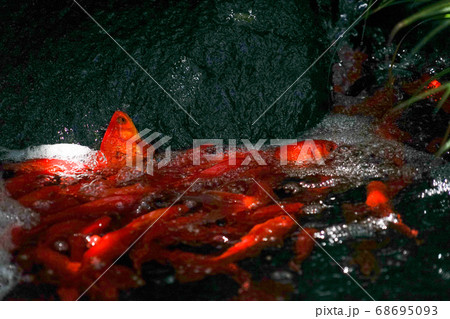 滝のぼりをする鯉のイメージ 68695093