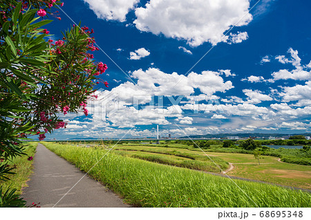 キョウチクトウ咲く淀川の堤防 68695348
