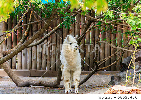 White alpaca (Vicugna pacos) on farmyard 68695456