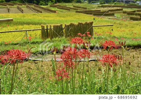 横瀬町寺坂棚田に咲くヒガンバナの花 横瀬町寺坂棚田に咲くヒガンバナの花 68695692