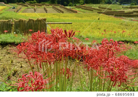 横瀬町寺坂棚田に咲くヒガンバナの花 横瀬町寺坂棚田に咲くヒガンバナの花 68695693