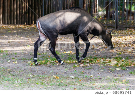 Antelope Nilgai or Blue Bull 68695741
