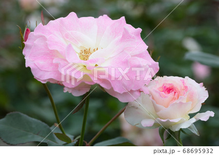ピンクのバラの花 ピンクのバラの花 68695932