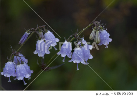 高山植物 高山植物 68695958