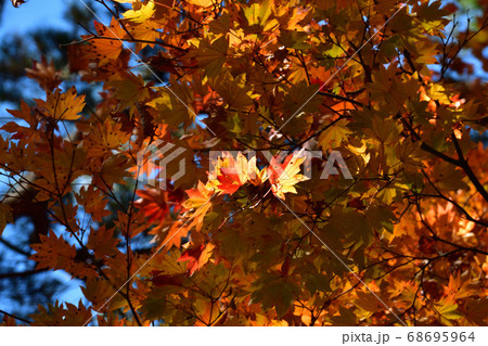 裏磐梯五色沼の紅葉 68695964