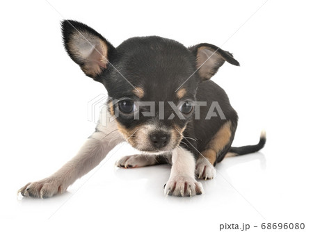 chihuahua in studio chihuahua in studio 68696080