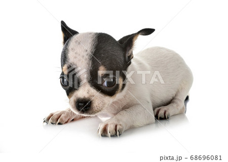 chihuahua in studio 68696081