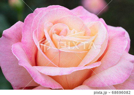 ピンクと黄色のバラの花 68696082