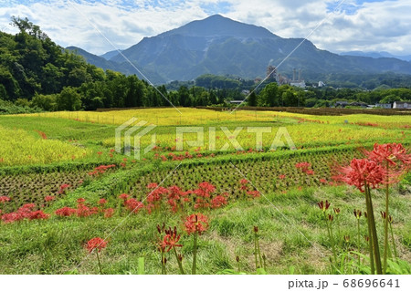 横瀬町寺坂棚田に咲くヒガンバナの花と武甲山 68696641